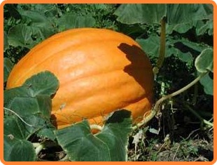 pumpkin1a_adj