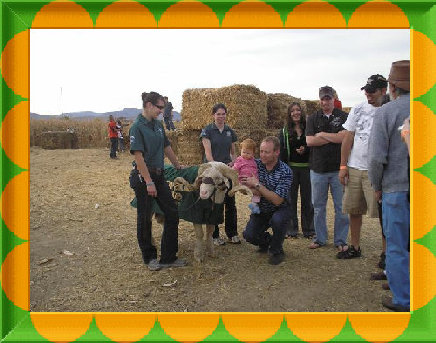 sftfwebsite2010b009012.jpg